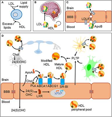 Lipid-Binding Proteins in Brain Health and Disease